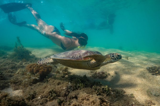 Half Day Low Isles Snorkelling Tour from Port Douglas - The glass-bottom boat option