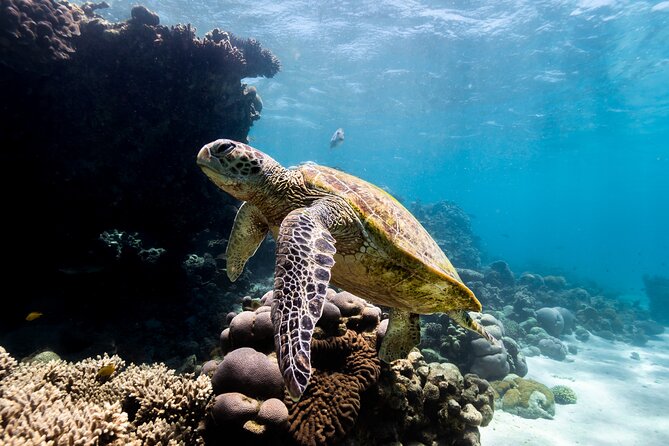 Half Day Sailing and Snorkeling Tour from Coral Bay - Lunch on Board, With a Vegetarian Choice