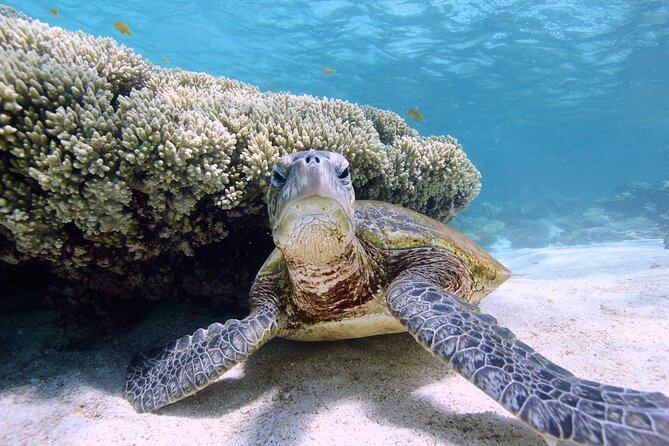 Half Day Sailing and Snorkeling Tour from Coral Bay - Alcohol Rules Are Strict for Good Reason