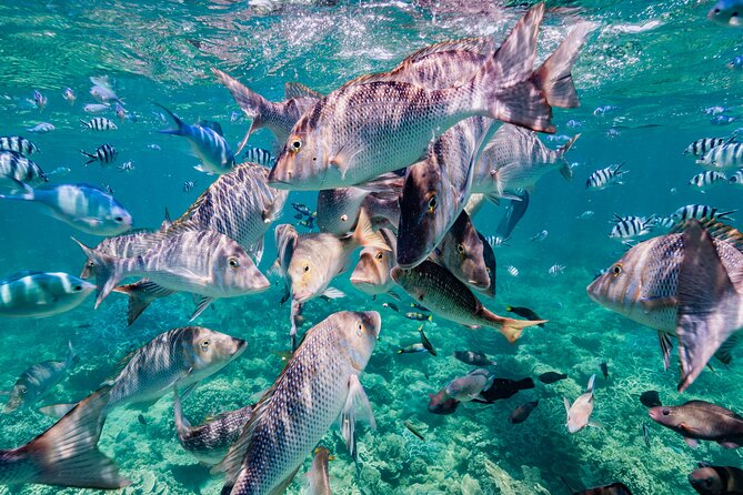Half Day Sailing and Snorkeling Tour from Coral Bay - What the $132.69 Price Really Covers