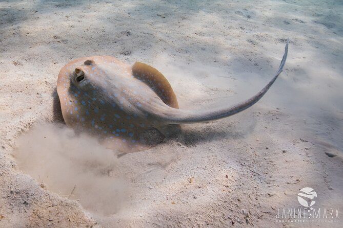 Half Day Snorkel 2.5hr Turtle Tour on the Ningaloo Reef, Exmouth - Two snorkel sessions can feel very different