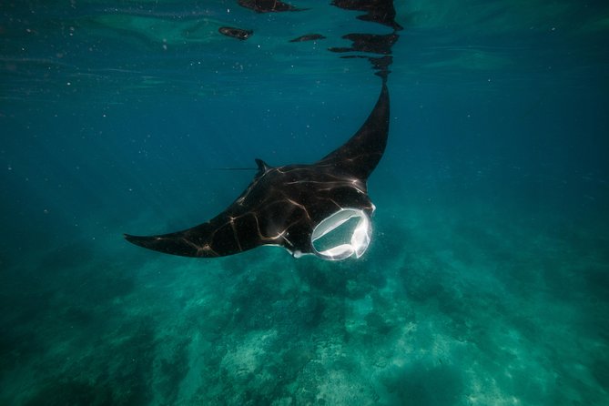 Half Day Snorkel 2.5hr Turtle Tour on the Ningaloo Reef, Exmouth - Equipment, snacks, and what you should bring