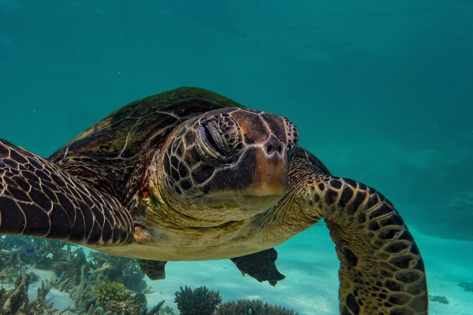 Half Day Snorkel 2.5hr Turtle Tour on the Ningaloo Reef, Exmouth - From Exmouth to the reef, about three and a half hours total