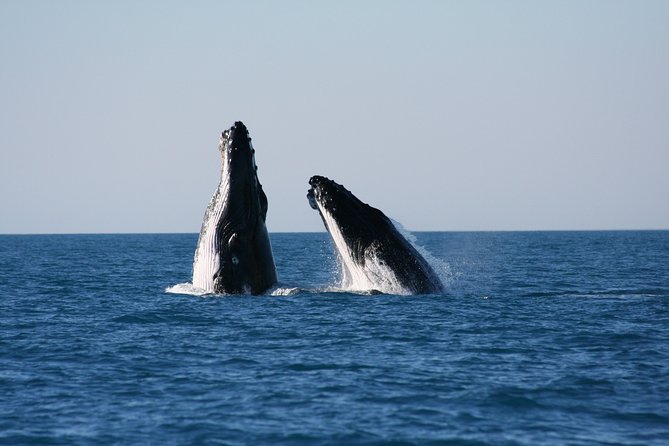Half-Day Whale Watching Sunset Cruise from Broome - Why Broome is a prime place to watch humpbacks