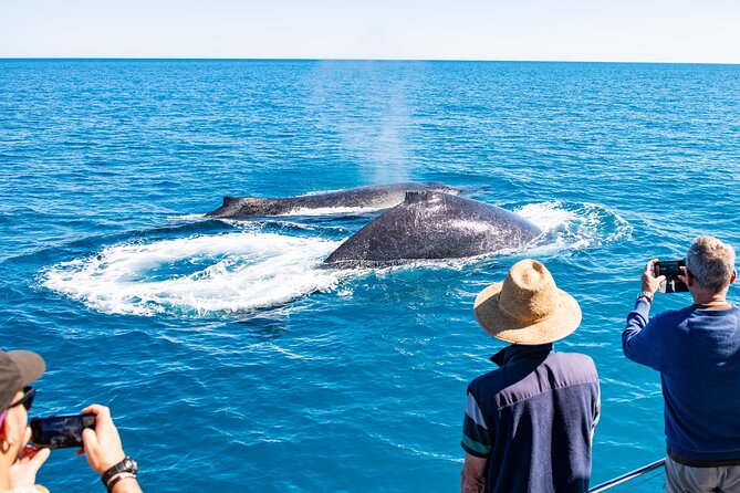 Half-Day Whale Watching Sunset Cruise from Broome - Boom-net swimming on the return trip