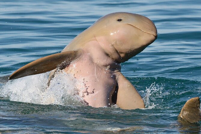 Half-Day Whale Watching Sunset Cruise from Broome - What the $125.77 price includes