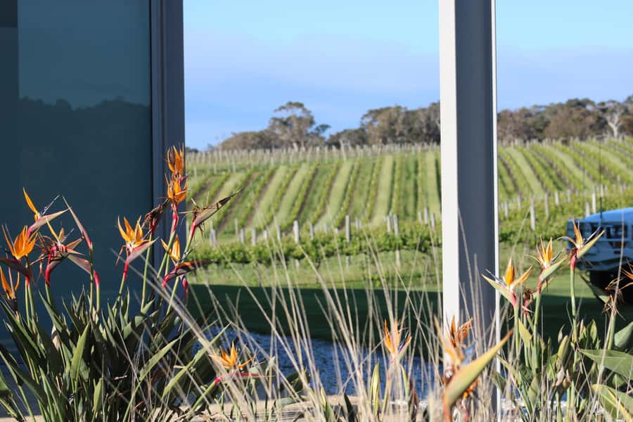 Half day Wine and Sights Discovery Tour Busselton - Through Caves Road into wine country