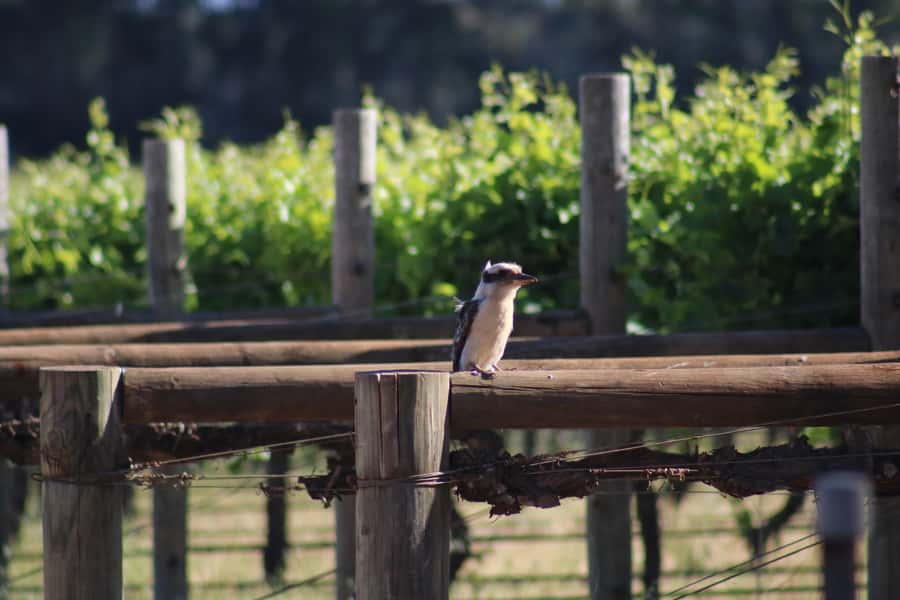 Half day Wine and Sights Discovery Tour Busselton - Chocolate, olive oil and other local tastes