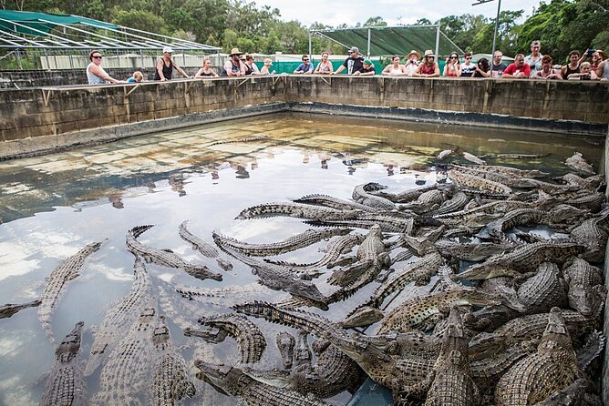 Hartley's Crocodile Adventures Day Trip from Cairns - Crocodile shows and feeding demonstrations