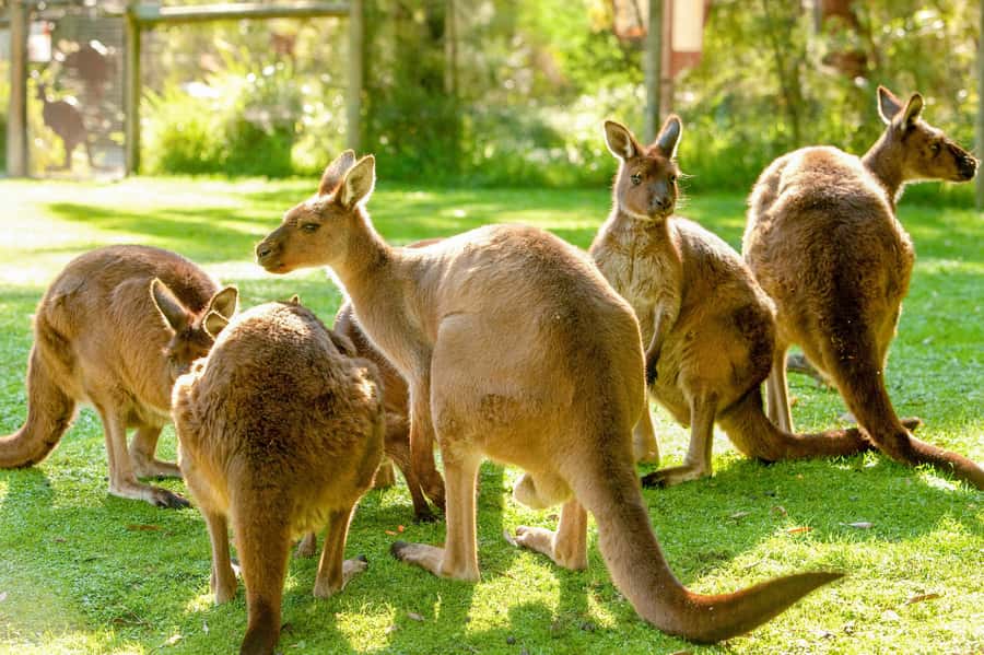 Healesville Sanctuary: General Admission Ticket - Key points to know before you go