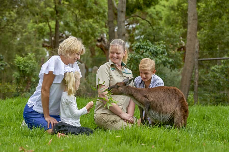 Healesville Sanctuary: General Admission Ticket - Platypus, dingoes, emus, and less familiar wildlife