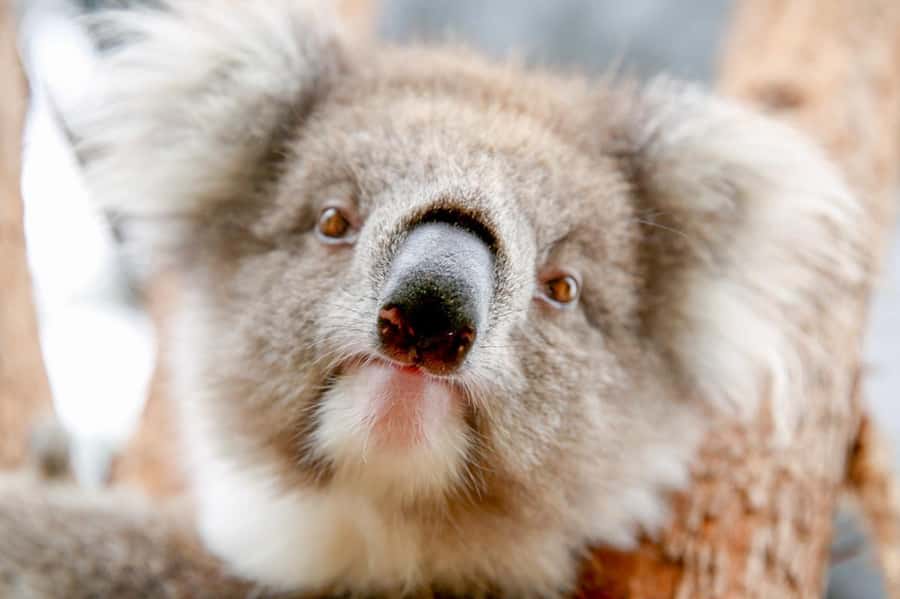Healesville Sanctuary: General Admission Ticket - Spirits of the Sky is the day’s must-see presentation