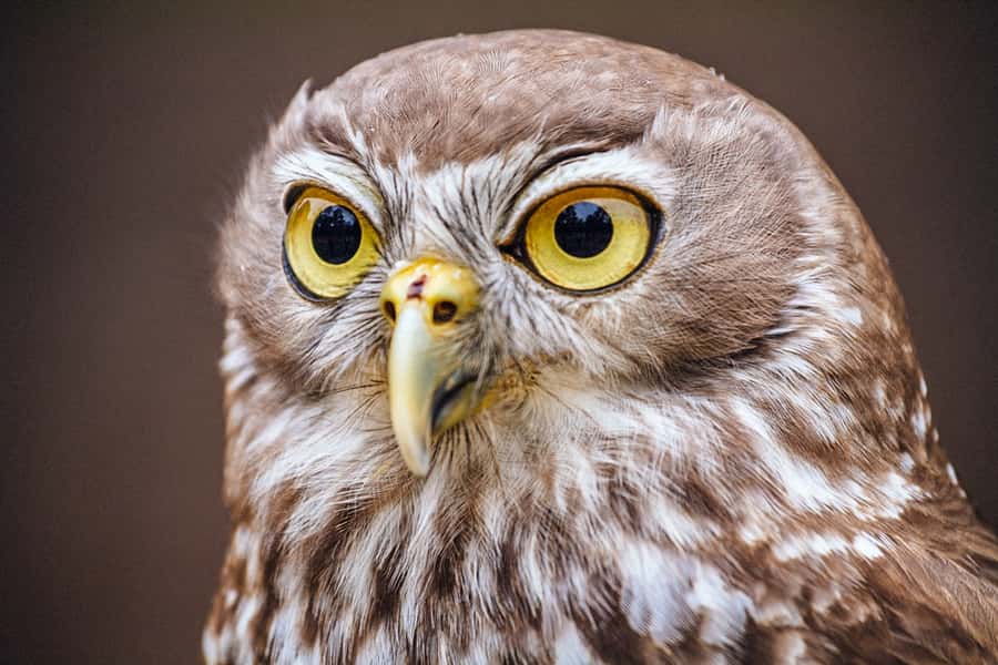 Healesville Sanctuary: General Admission Ticket - The Australian Wildlife Health Centre