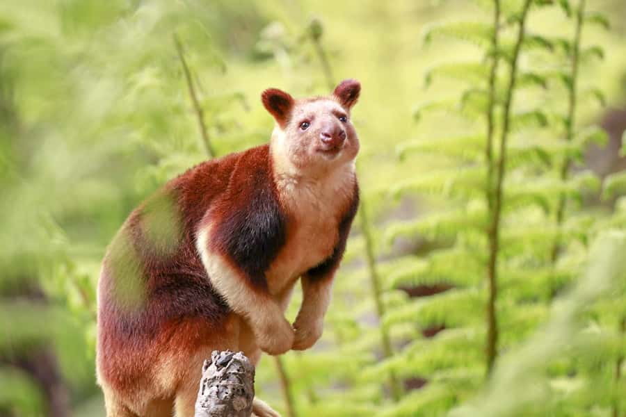 Healesville Sanctuary: General Admission Ticket - Walking the sanctuary in one day