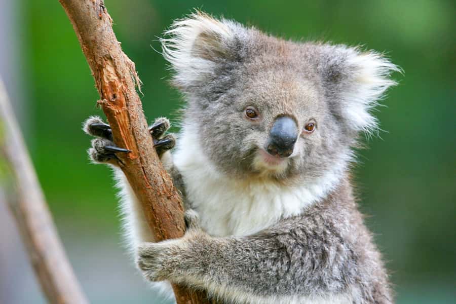 Healesville Sanctuary: General Admission Ticket - Getting there from Melbourne or Lilydale