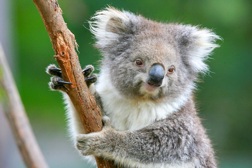 Healesville Sanctuary: General Admission Ticket - Is the $37 admission good value?