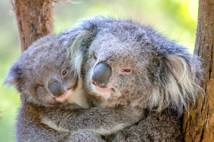 Healesville Sanctuary: General Admission Ticket - Koala Forest and Kangaroo Country