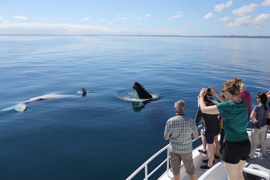 Hervey Bay 4-Hour Whale Watch Encounter - Is $109 a fair price?