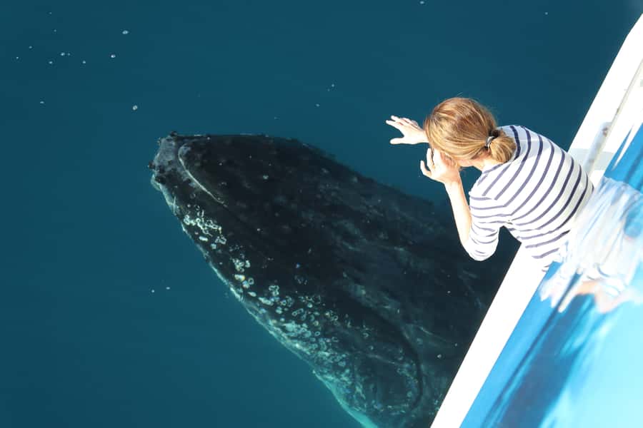 Hervey Bay 4-Hour Whale Watch Encounter - Why Hervey Bay is such a good place for whale watching