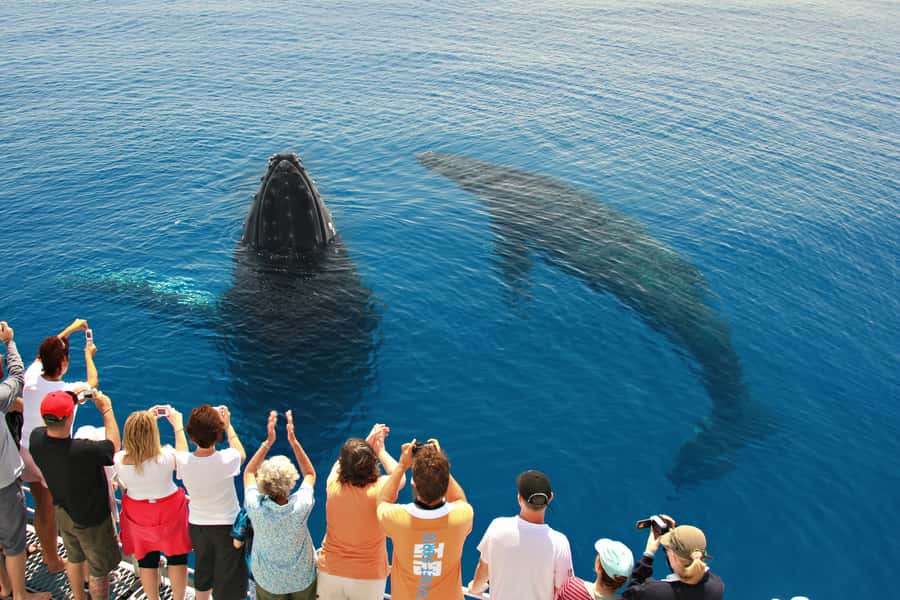 Hervey Bay 4-Hour Whale Watch Encounter - Boarding the 20-meter Tasman Venture