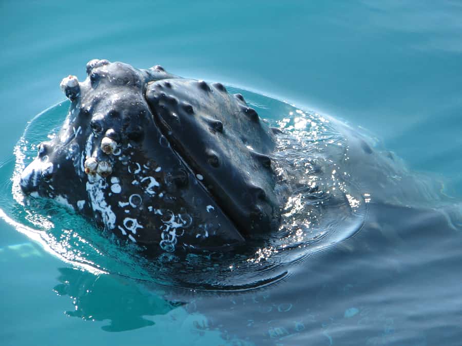 Hervey Bay 4-Hour Whale Watch Encounter - The cruise across the Great Sandy Strait
