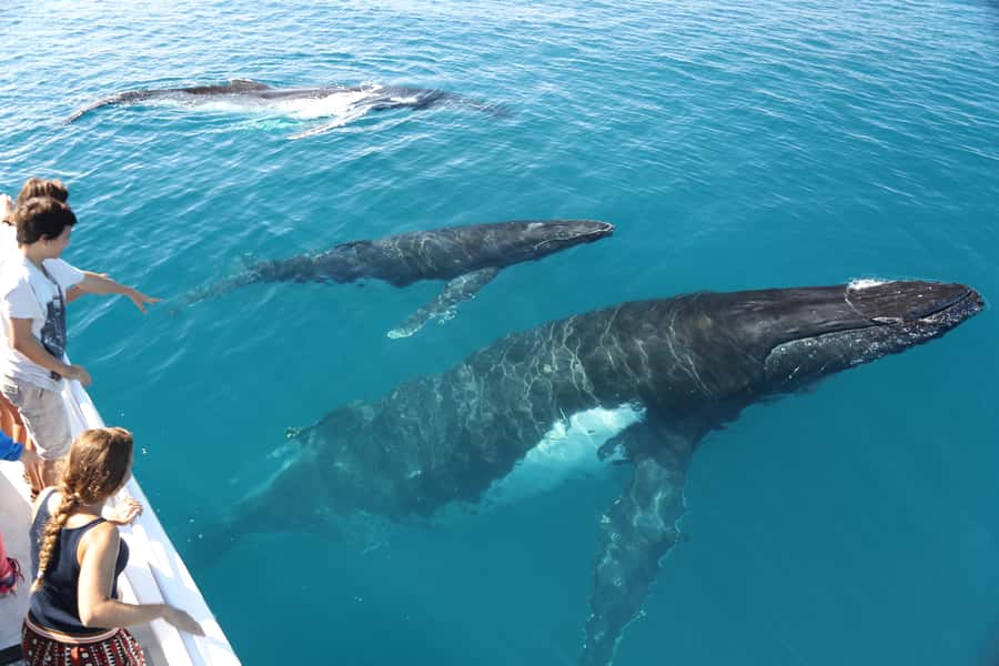 Hervey Bay 4-Hour Whale Watch Encounter - Four hours among the humpbacks