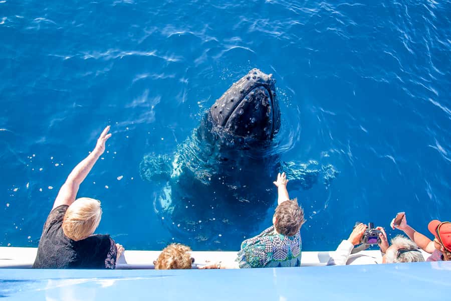 Hervey Bay 4-Hour Whale Watch Encounter - What the commentary adds