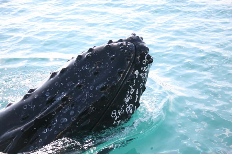 Hervey Bay 4-Hour Whale Watch Encounter - Tea, snacks, and the practical comforts
