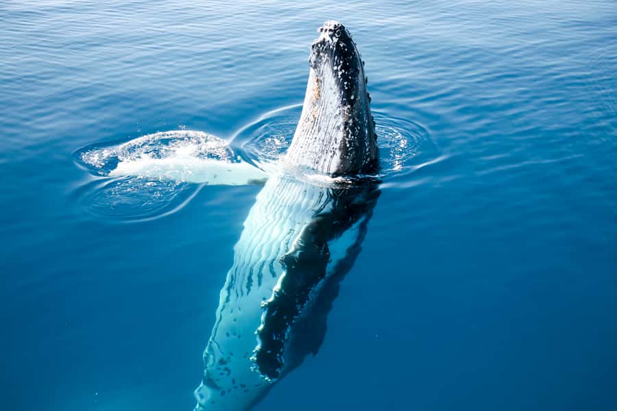 Hervey Bay 4-Hour Whale Watch Encounter - Seasickness, weather, and what to pack