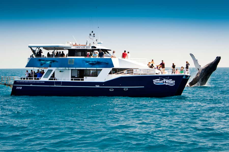Hervey Bay 4-Hour Whale Watch Encounter - From your accommodation to Hervey Bay Marina