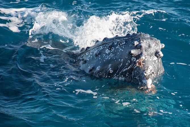 Hervey Bay: Best Value Half Day Whale Watching Cruise - Why the whales make this four-hour trip worthwhile