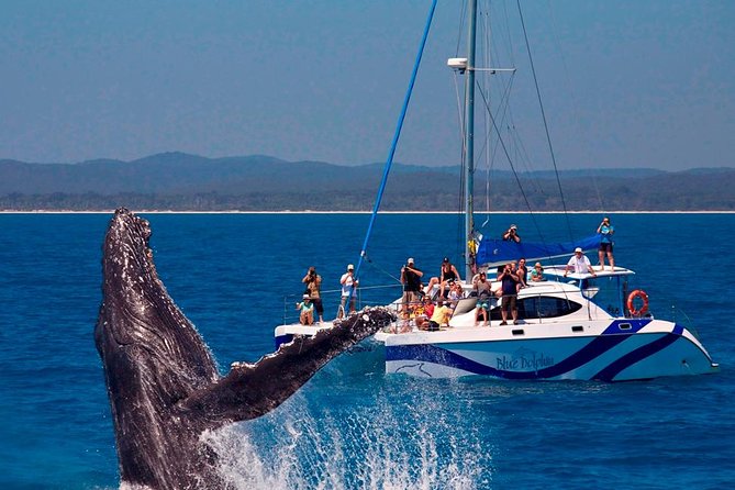 Hervey Bay: Best Value Half Day Whale Watching Cruise - Indian Head and Great Sandy National Park by boat