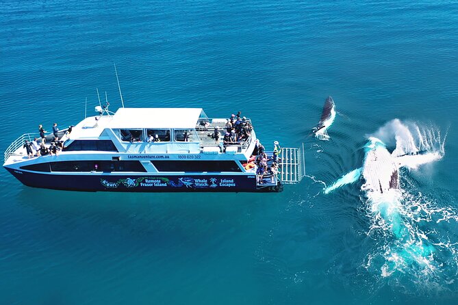 Hervey Bay: Best Value Half Day Whale Watching Cruise - Price, group size, and what you get for $85.35