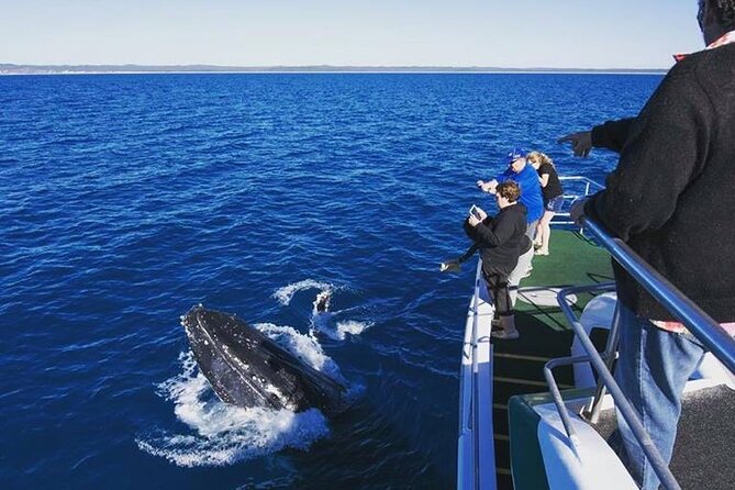 Hervey Bay: Best Value Half Day Whale Watching Cruise - Leaving Urangan for K’gari and Platypus Bay