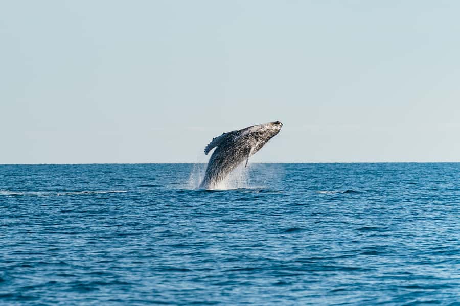 Hervey Bay: Exclusive Whale Watch Encounter - Key points to know before booking