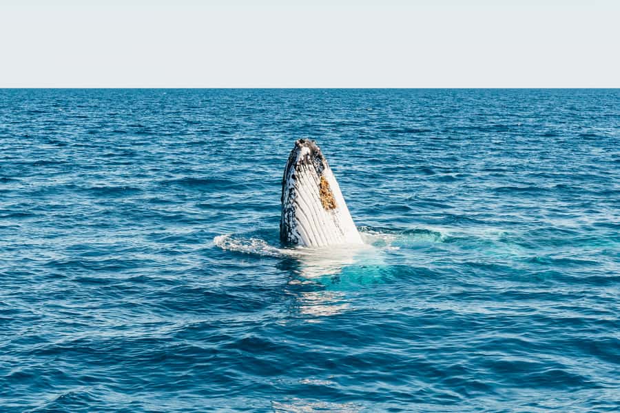 Hervey Bay: Exclusive Whale Watch Encounter - The optional in-water platform