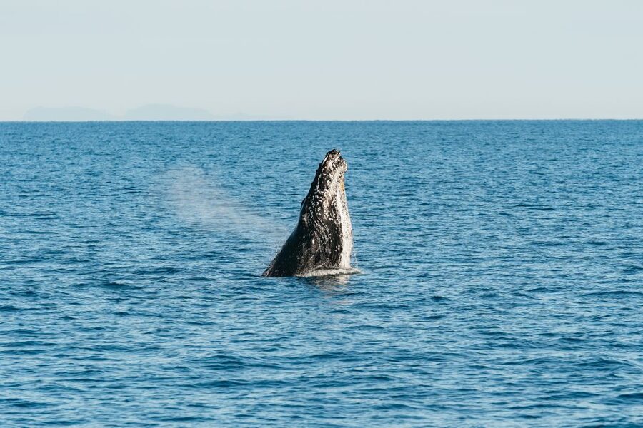 Hervey Bay: Exclusive Whale Watch Encounter - How the day usually feels