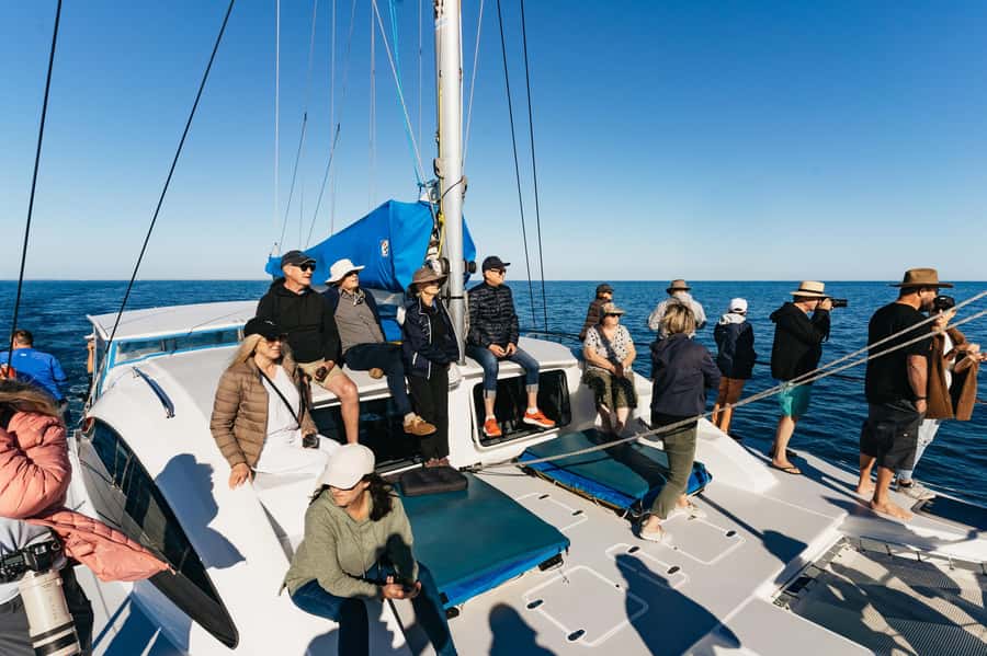 Hervey Bay: Exclusive Whale Watch Encounter - What the $138 price gets you