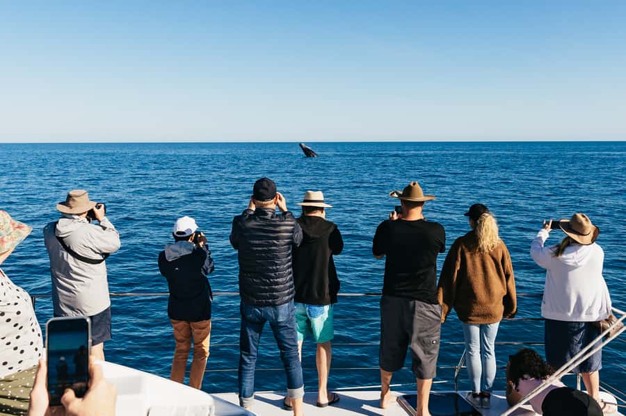 Hervey Bay: Exclusive Whale Watch Encounter - Peter Lynch’s approach to whale watching