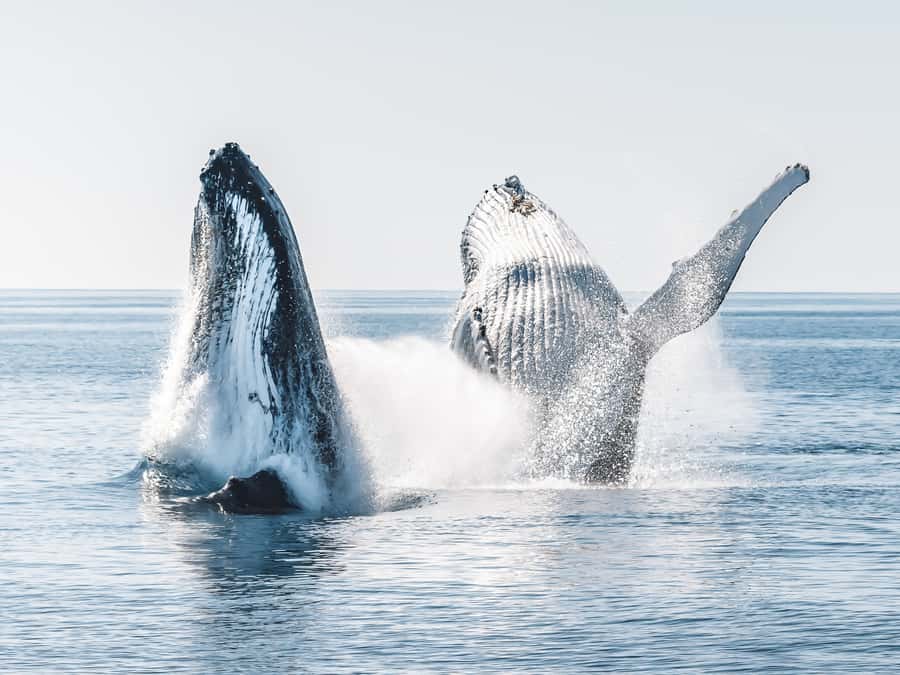 Hervey Bay: Half-Day Whale and Island Adventure by Boat - Watching humpback whales from a low boat