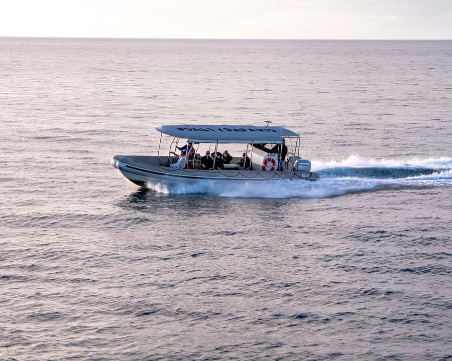 Hervey Bay: Half-Day Whale and Island Adventure by Boat - The possibility of swimming with whales
