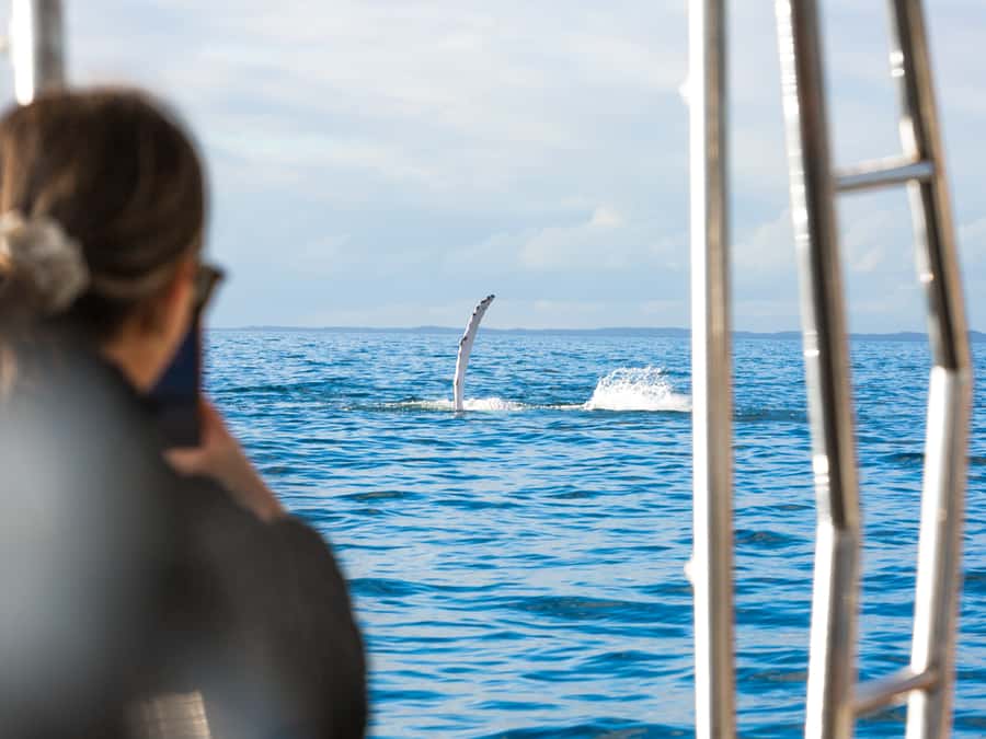 Hervey Bay: Half-Day Whale and Island Adventure by Boat - Who will enjoy this best