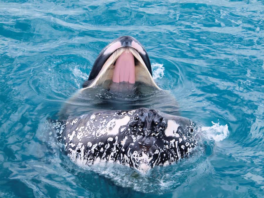 Hervey Bay: Half-Day Whale-Watching Cruise - Key points for choosing the Amaroo whale cruise