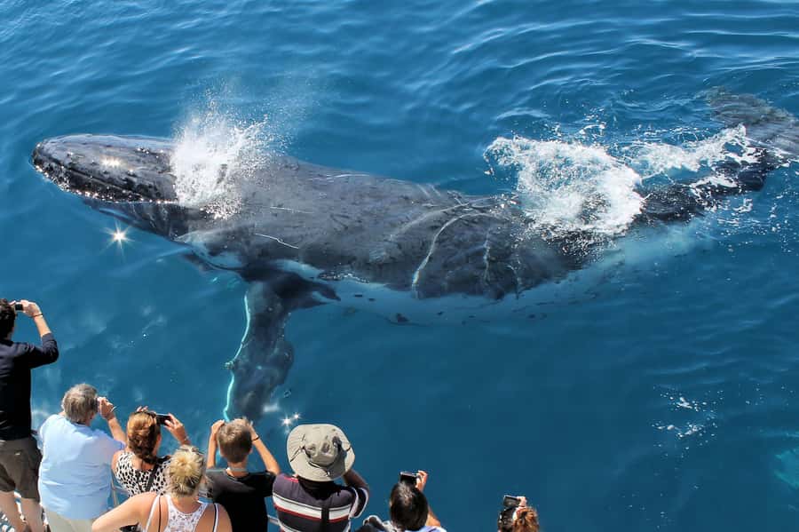 Hervey Bay: Half-Day Whale-Watching Cruise - Why Hervey Bay is such a strong whale-watching base