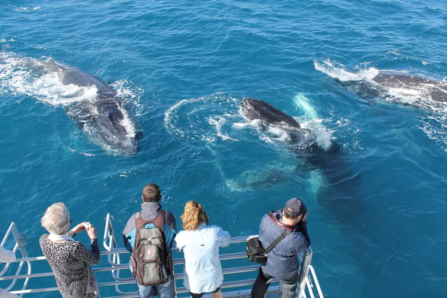 Hervey Bay: Half-Day Whale-Watching Cruise - The first hour: finding the whales