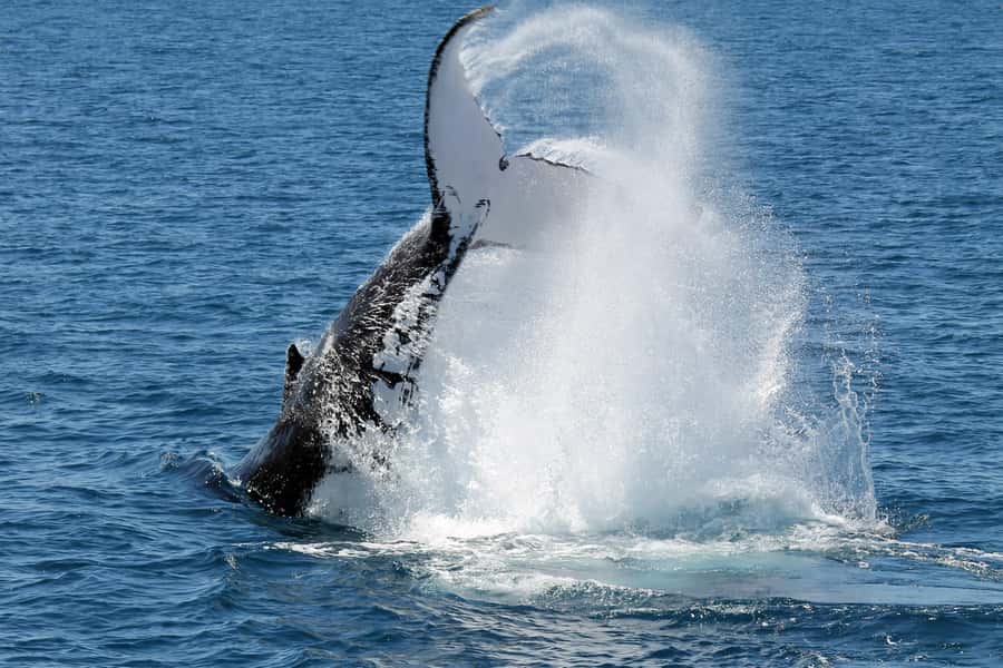 Hervey Bay: Half-Day Whale-Watching Cruise - Close encounters with mothers, calves, and social pods