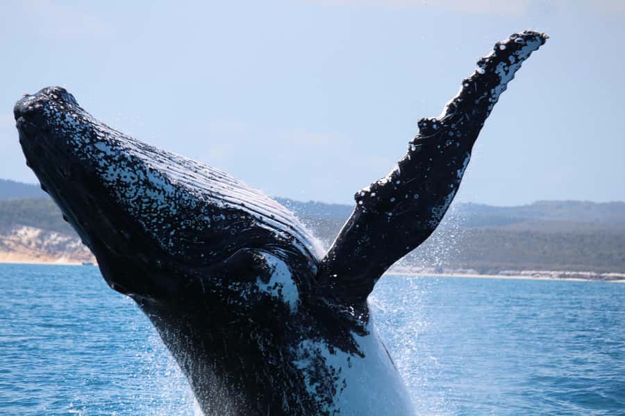 Hervey Bay: Half-Day Whale-Watching Cruise - How much weather affects the day