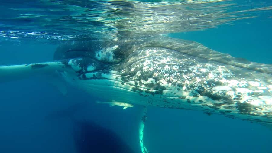 Hervey Bay: Half-Day Whale Watching Cruise - What you may see, and what you cannot control