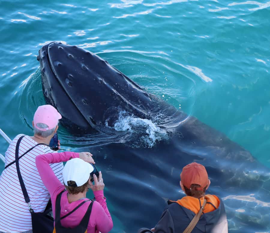 Hervey Bay: Half-Day Whale Watching Cruise - Is $109 good value?