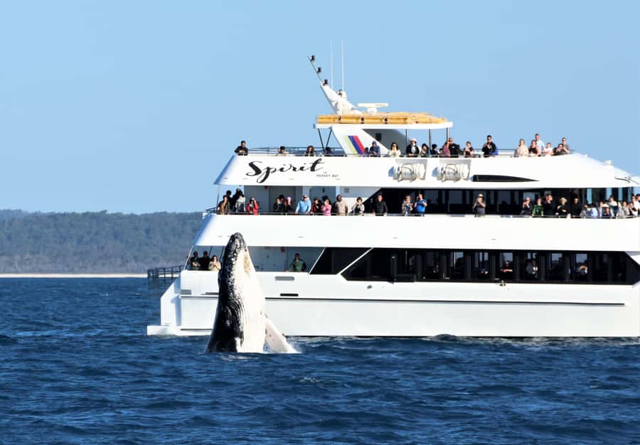 Hervey Bay: Half-Day Whale Watching Cruise - Who will enjoy this cruise most?